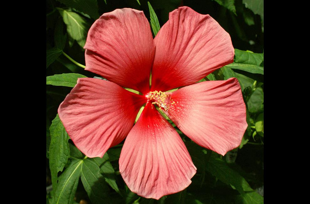 Amaretto™ Summer Spice® 1 gal | Summer Spice Hardy Hibiscus | Shop Our ...