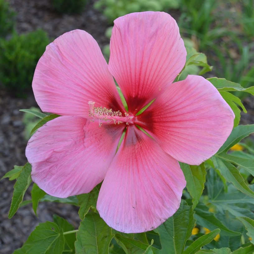 Amaretto™ Summer Spice® 1 gal | Summer Spice Hardy Hibiscus | Shop Our ...