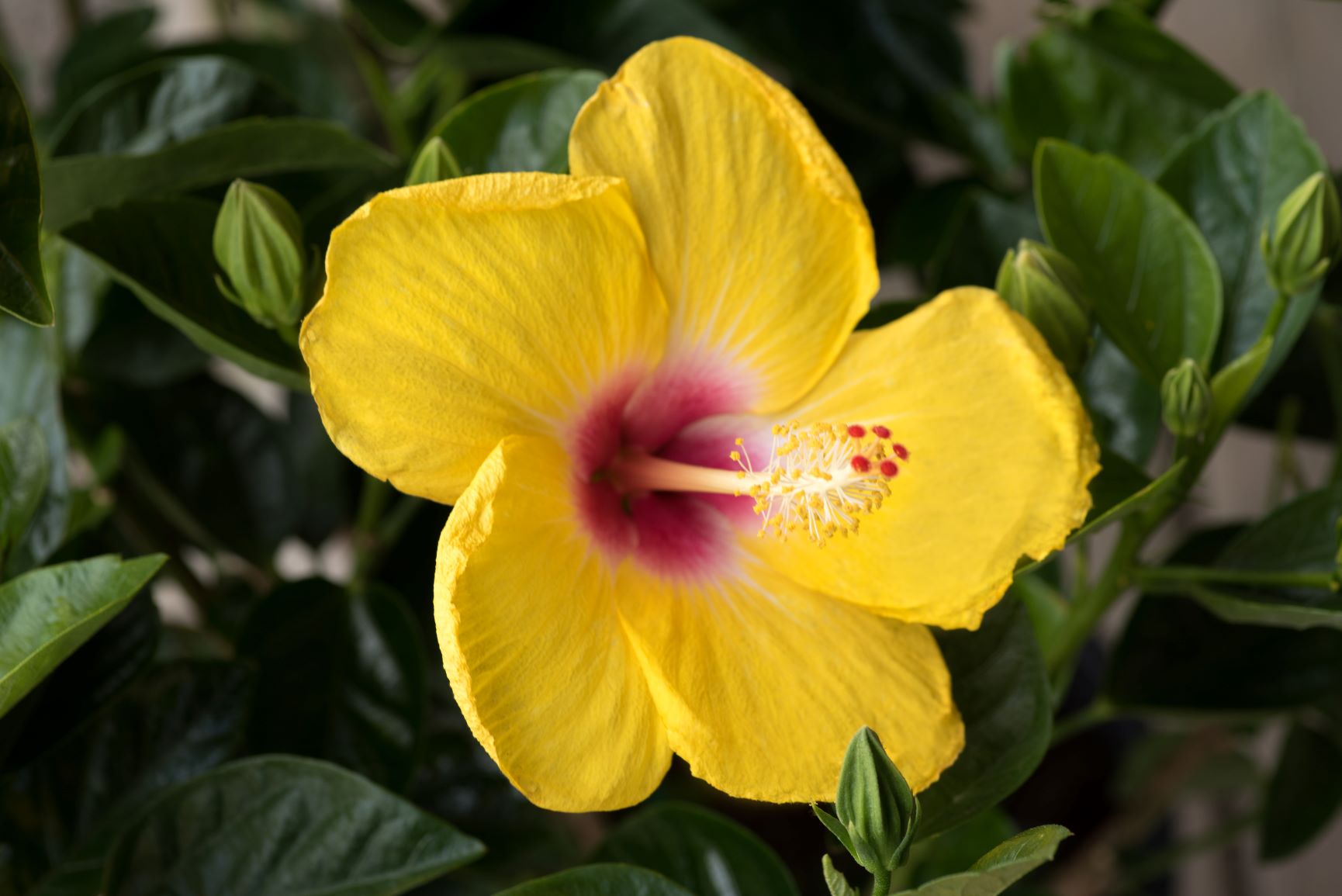 Hollywood Hibiscus | Our Plant Collection | J. Berry Nursery