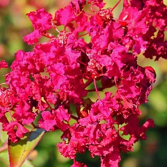 Emerald Empire® Crapemyrtles | Our Plant Collection | J. Berry Nursery