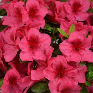 Deja Bloom Azaleas | Our Plant Collection | J. Berry Nursery