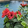 Hibiscus_rosa-sinensis_Hollywood_Hibiscus_Hot_Shot