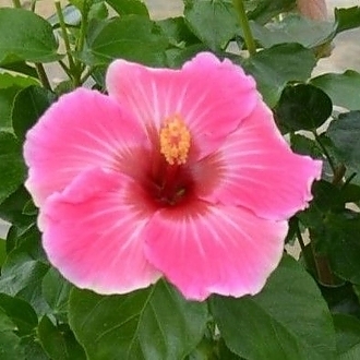 PWHollywoodHibiscus-AmericasSweetheart-81015724301