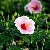 PWHollywoodHibiscus-AmericasSweetheart11-81015724301