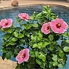 PWHollywoodHibiscus-AmericasSweetheart14-81015724301