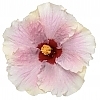 PWHollywoodHibiscus-AmericasSweetheart15-81015724301