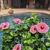 PWHollywoodHibiscus-AmericasSweetheart2-81015724301