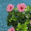 PWHollywoodHibiscus-AmericasSweetheart3-81015724301