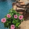 PWHollywoodHibiscus-AmericasSweetheart4-81015724301