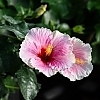 PWHollywoodHibiscus-AmericasSweetheart6-81015724301