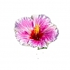 PWHollywoodHibiscus-AmericasSweetheart7-81015724301