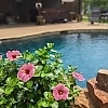 PWHollywoodHibiscus-AmericasSweetheart8-81015724301