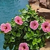 PWHollywoodHibiscus-AmericasSweetheart9-81015724301